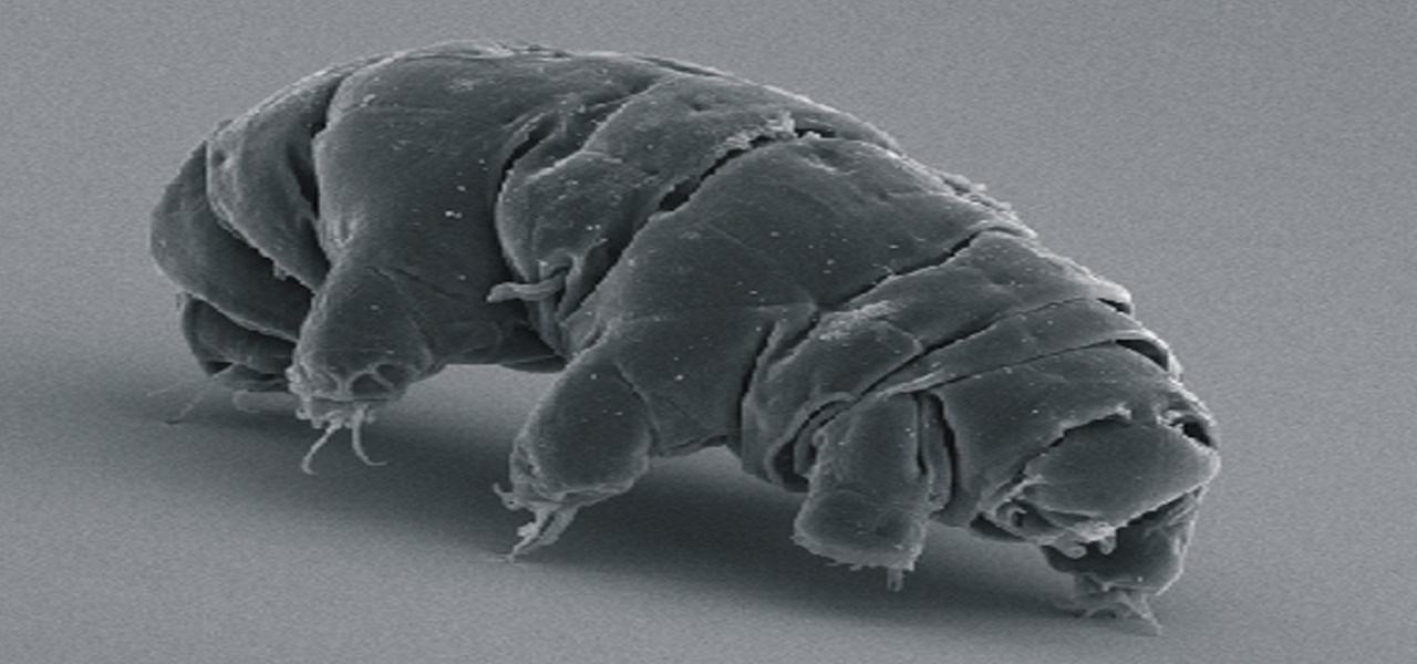 Scientists discover Tardigrades’ unique survival secret