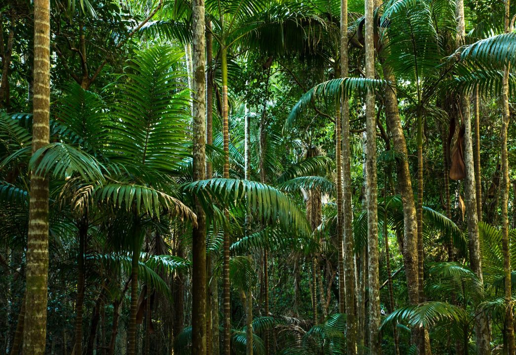 Amazon Wetlands Emit as Much Methane as All Earth's Oceans Combined