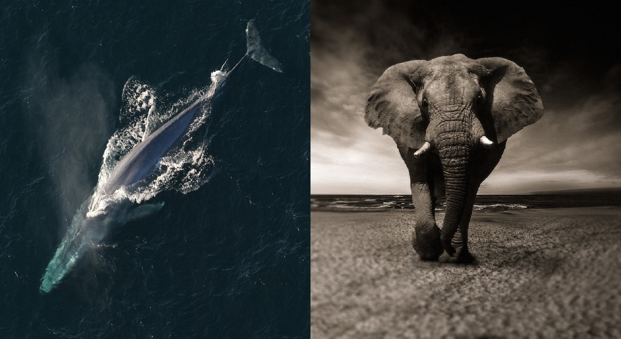 New Study Finds Elephant and Whale Hearts Remarkably Similar