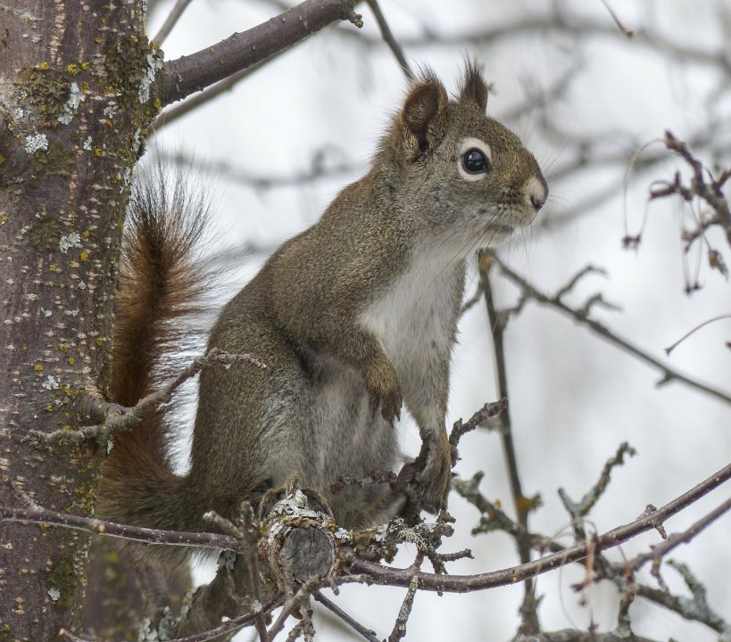 Martens Are Helping to Control Invasive Gray Squirrels