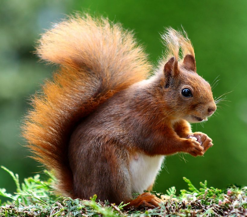 Martens Are Helping to Control Invasive Gray Squirrels